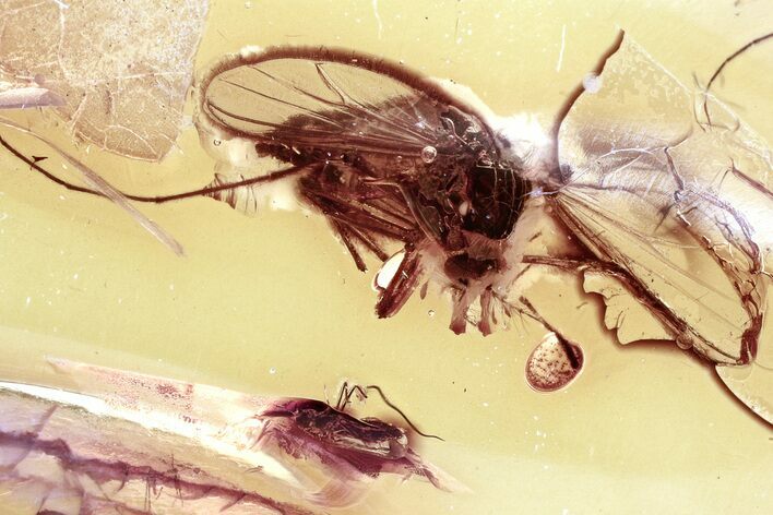 Two Detailed Fossil True Midges (Chironomidae) in Baltic Amber #328208